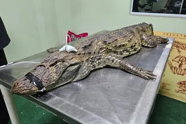 
          Imagem ilustrativa da imagem Jacaré é encontrado por cachorro em rua de Vila Velha e morre após o resgate
          