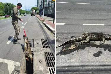 
          Imagem ilustrativa da imagem Jacaré é resgatado morto dentro de bueiro na Avenida Norte-Sul, em Jardim Camburi
          