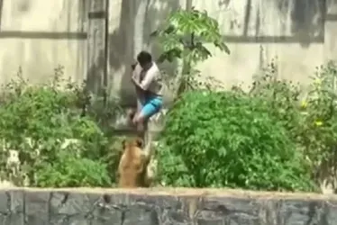 
          Imagem ilustrativa da imagem Laudo aponta hemorragia no pescoço como causa da morte de jovem atacado por leoa
          