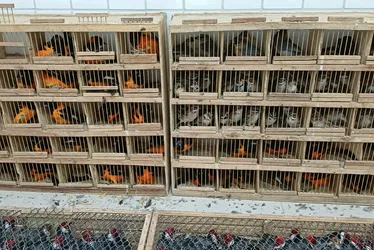 Imagem ilustrativa da imagem Mais de 900 animais silvestres são resgatados pela PRF, na cidade de Garanhuns