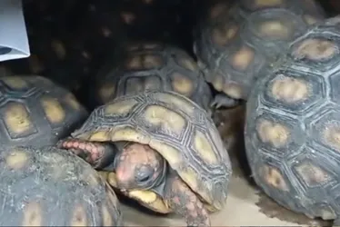 Imagem ilustrativa da imagem Mais de 900 animais silvestres são resgatados pela PRF, na cidade de Garanhuns