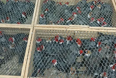 Imagem ilustrativa da imagem Mais de 900 animais silvestres são resgatados pela PRF, na cidade de Garanhuns