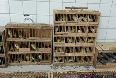 Imagem ilustrativa da imagem Mais de 900 animais silvestres são resgatados pela PRF, na cidade de Garanhuns