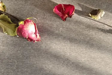 Imagem ilustrativa da imagem Mais um feminicídio no Recife: uruguaio é preso após matar namorada por asfixia