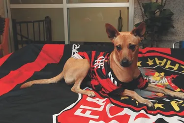 
          Imagem ilustrativa da imagem Na rota da Glória Eterna: capixabas vão à Lima para a final da Libertadores
          