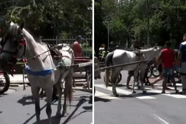
          Imagem ilustrativa da imagem Nas ruas do Recife, drama dos carroceiros x pressão dos defensores da causa animal
          