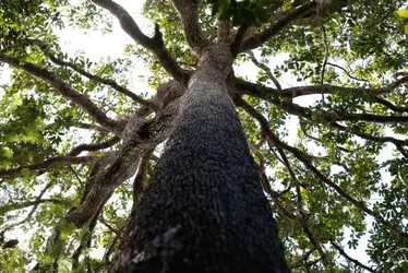 
          Imagem ilustrativa da imagem No Amazonas, 62% da exploração madeireira é feita ilegalmente
          