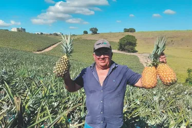 
          Imagem ilustrativa da imagem Nova técnica amplia produção de abacaxi no Espírito Santo
          