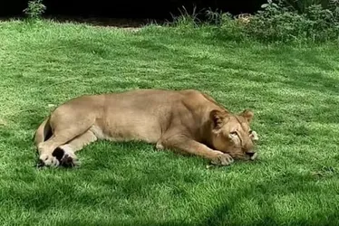 
          Imagem ilustrativa da imagem O que se sabe o sobre caso do jovem morto em ataque de leoa após invadir jaula
          