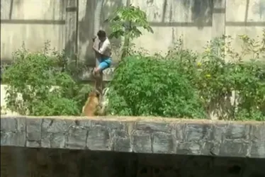 
          Imagem ilustrativa da imagem O que se sabe sobre o caso do jovem morto em ataque de leoa após invadir jaula de zoológico
          