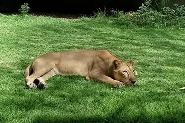 
          Imagem ilustrativa da imagem O que se sabe sobre o caso do jovem morto em ataque de leoa após invadir jaula de zoológico
          