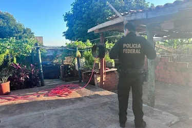 Imagem ilustrativa da imagem PF deflagra operação contra tráfico internacional de drogas pelos Correios