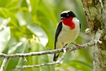 
          Imagem ilustrativa da imagem Parque para proteger ave mais rara do País em Vargem Alta
          