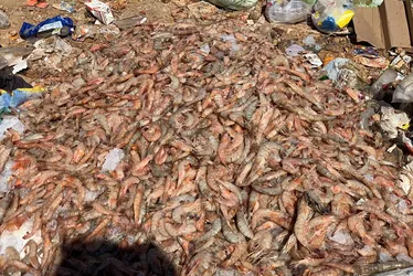 
          Imagem ilustrativa da imagem Período de defeso do camarão começa na segunda-feira no Espírito Santo
          