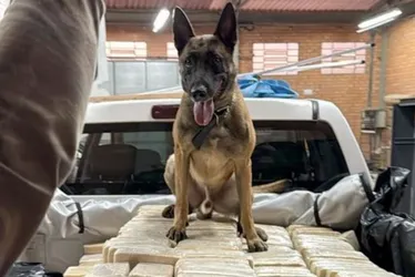 
          Imagem ilustrativa da imagem Polícia Federal encontra bunker com 613 kg de cocaína em empresa de fachada em SC
          