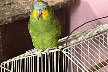 Imagem ilustrativa da imagem Polícia fecha rinha de galo e apreende 37 aves vítimas de maus-tratos em Vila Velha