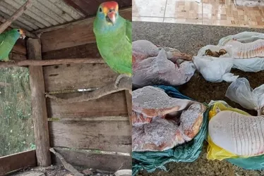 Imagem ilustrativa da imagem Polícia resgata papagaios em cativeiro e apreende 31kg de carne de caça no ES