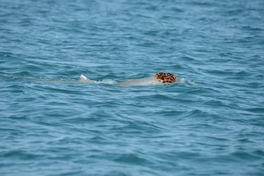 Imagem ilustrativa da imagem Por que golfinhos estão usando esponjas como chapéus?