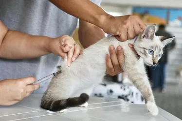 Imagem ilustrativa da imagem Prefeitura do Recife promove dia de vacinação, adoção e atendimento veterinário
