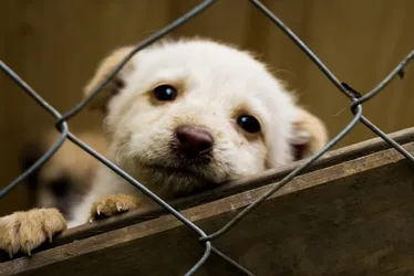 
          Imagem ilustrativa da imagem Projeto de lei prevê dedução no IR para doações a ONGs de proteção animal
          