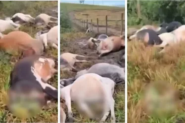 
          Imagem ilustrativa da imagem Raio mata 29 bois em fazenda no Noroeste do Espírito Santo
          