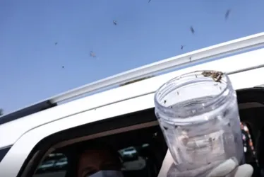 
          Imagem ilustrativa da imagem Saúde libera 50 mil mosquitos estéreis para combater Aedes em aldeia indígena de PE
          