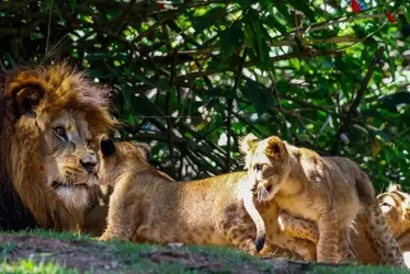 
          Imagem ilustrativa da imagem Se não tem no Brasil, saiba de onde vêm os leões de zoológicos brasileiros
          