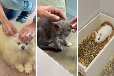 Imagem ilustrativa da imagem Seis animais são resgatados vítimas de maus-tratos na Praia da Costa