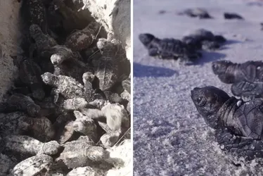 Imagem ilustrativa da imagem Seis jovens plantam mais de 15 mil mudas e fazem renascer o mangue em Itamaracá