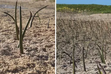 Imagem ilustrativa da imagem Seis jovens plantam cerca de 19 mil mudas e fazem renascer o mangue em Itamaracá