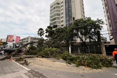 
          Imagem ilustrativa da imagem Tempestade derruba árvore e deixa moradores sem energia elétrica na Praia da Costa
          