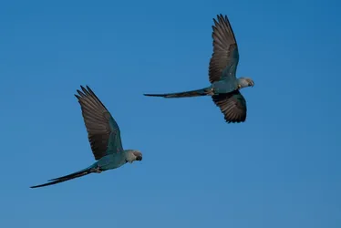
          Imagem ilustrativa da imagem Últimas ararinhas-azuis que estavam soltas na natureza contraíram vírus letal; entenda
          
