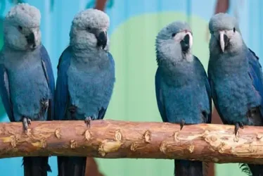 
          Imagem ilustrativa da imagem Últimas ararinhas-azuis que estavam soltas na natureza contraíram vírus letal
          