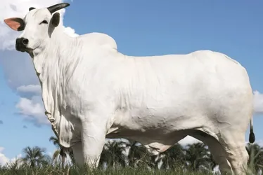 
          Imagem ilustrativa da imagem Vaca Nelore é vendida por R$ 54 milhões e estabelece novo recorde no país
          