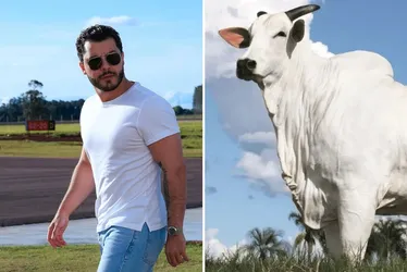 
          Imagem ilustrativa da imagem Vaca brasileira comprada por Murilo Huff se torna a mais cara do mundo
          