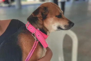 Imagem ilustrativa da imagem Vacinação gratuita para cães e gatos em Aracruz