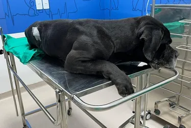 Imagem ilustrativa da imagem Vídeo mostra cão baleado em megaoperação no Rio; ‘grito dele não sai do meu pensamento’, diz tutor