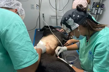 Imagem ilustrativa da imagem Vídeo mostra cão baleado em megaoperação no Rio; ‘grito dele não sai do meu pensamento’, diz tutor