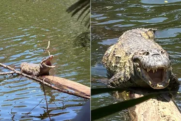 Imagem ilustrativa da imagem Vitória vai ter trilha para observar jacarés neste sábado