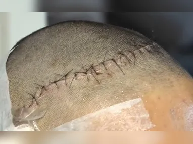 Zoológico em Marechal Floriano é o novo lar dos macacos-barrigudos Bob e Barrigudinho