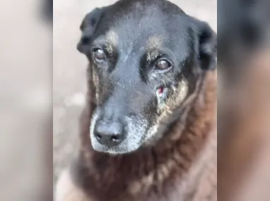 Imagem ilustrativa da imagem Adolescentes suspeitos de matar cão ‘Orelha’ estão nos Estados Unidos