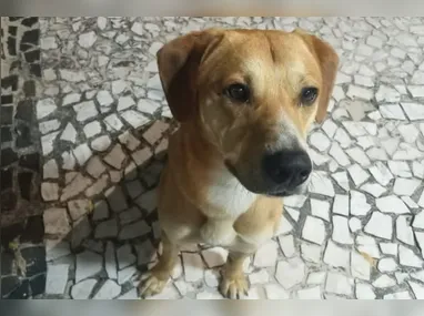 Abacate foi morto com um tiro no Paraná