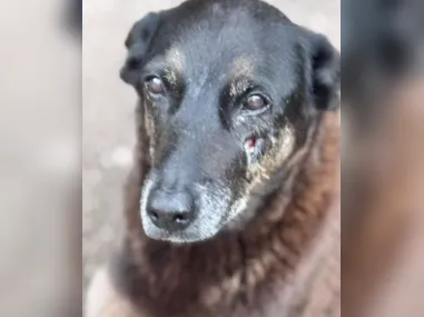 Imagem ilustrativa da imagem Veja o que se sabe sobre cachorro baleado no RS; é o terceiro caso envolvendo pet no Sul do País