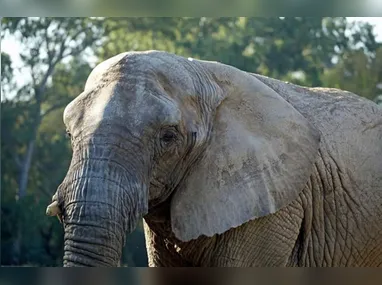 Ao longo da investigação, policiais notaram contradições nos depoimentos do marido da vítima