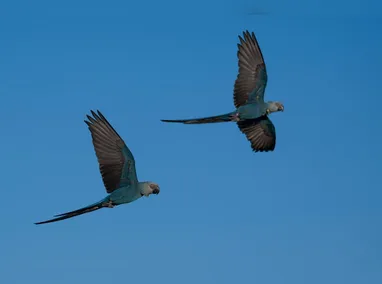 Imagem ilustrativa da imagem Últimas ararinhas-azuis que estavam soltas na natureza contraíram vírus letal; entenda