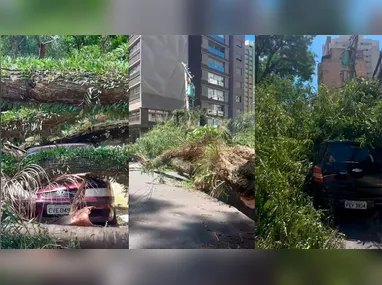 Imagem ilustrativa da imagem Vendaval em SP: Procon orienta clientes da Enel a documentarem prejuízos por falta de luz