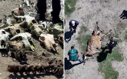 
          Imagem ilustrativa da imagem Abatedouro clandestino encontrado com ossos de bois, cavalos e cães em Vila Velha
          