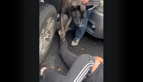 
          Imagem ilustrativa da imagem Agentes de imigração usam cão contra homem durante abordagem nos EUA
          