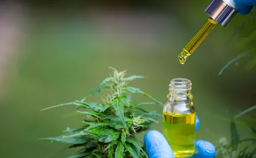 
          Imagem ilustrativa da imagem Anvisa avalia Cannabis medicinal dermatológica e importação da planta
          