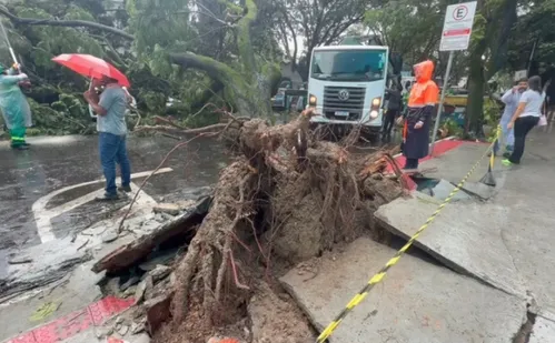 
          Imagem ilustrativa da imagem Motoristas ficam presos dentro de carro após árvore cair em Vitória
          